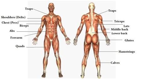 The muscles that affect the knee's movement run along the thigh and calf. Arm Muscle Anatomy Diagram / Arm Wikipedia : We'll go over ...