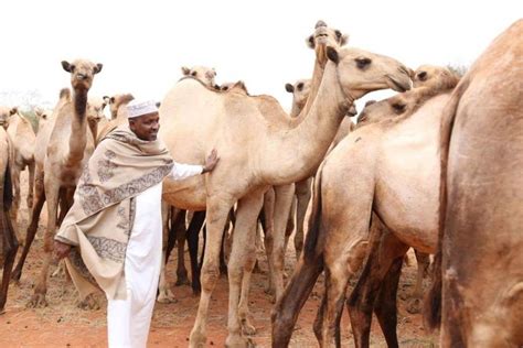 Riding camels through the sahara morocco. Duale shows off his breathtaking camel farm (Photos)