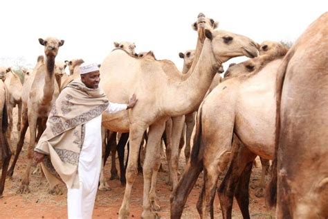 Yes there is a small camel in the picture.it is located on the south apart from the camel this is a masterpiece of a painting because as you see there is a mans face it is very difficult to find the camel here because there are so many photos of so many animals. Duale shows off his breathtaking camel farm (Photos)