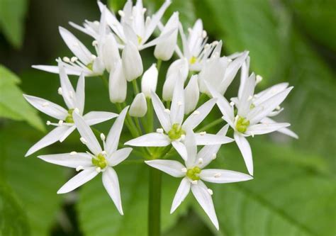 Image your garden with many varieties of asparagus. Allium ursinum Wild Garlic | Groenten, Recepten