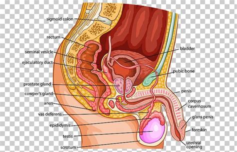 Check spelling or type a new query. Male Reproductive System Anatomy Human Body Human ...