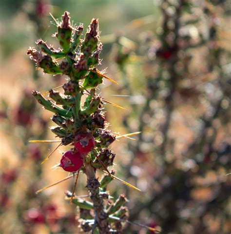 We did not find results for: Sonoran Desert Christmas cholla, #arizona #hiking ...