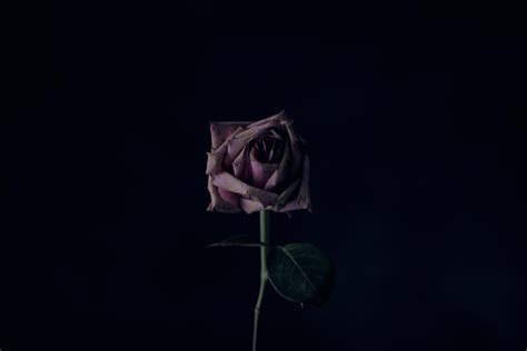 Bunga desain bunga euclidean, batas bunga yang dilukis dengan tangan, ilustrasi mawar merah muda dan putih, lukisan cat air, merangkai bunga, daun png. Gambar Bunga Rose Hitam - Gambar Bunga