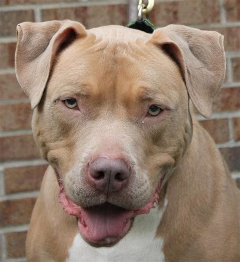 Puppyfinder.com strongly recommends reading these adoption tips before adopting a puppy. Bulldog Puppies For Sale Nj