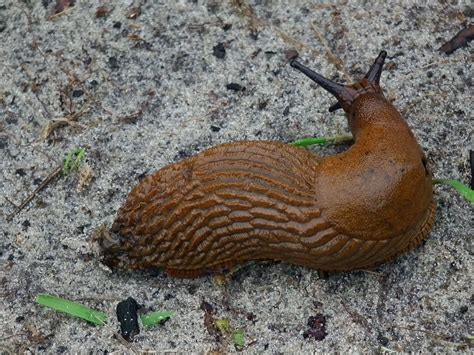 Maybe you would like to learn more about one of these? Rostfarbene Nacktschnecke Juist | Wikimedia.org - 3648 × ...