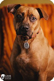 How to adopt a pet from the oregon humane society. Adopt a Pet :: Rex - Portland, OR - Rhodesian Ridgeback ...
