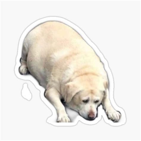 Fat doggo or ice cream? Fat Doggo / Fat Doggo Tumblr Posts Tumbral Com - 4:05 ...