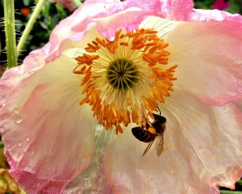 We did not find results for: usernamepas: Honey Bees Favourite Flowers / Milkweed for ...