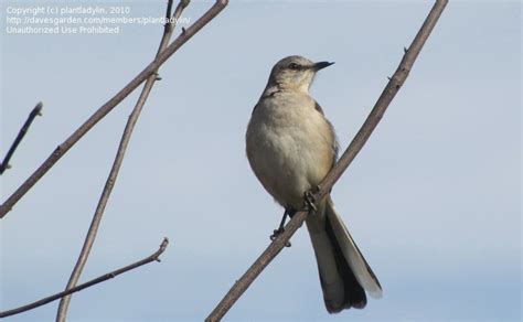 Cheating girlfriend gets caught on spycam fucking! Bird Pictures: Northern Mockingbird (Mimus polyglottos) by ...