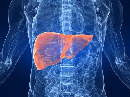 Causes of liver cirrhosis current approaches to treatment of liver cirrhosis stem cells for liver cirrhosis mechanism of stem cell activity scientific basis for using stem cells in treating patients with liver cirrhosis expected results: Cirrhosis of the Liver - body, viral, contagious, causes