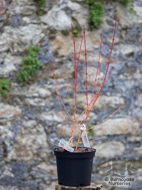 The glossy oval leaves turn an outstanding gold in the fall. Cornus Sanguinea 'Midwinter Fire' from Burncoose Nurseries ...