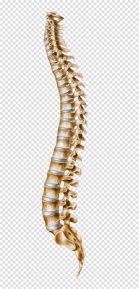 Human back bone chart back bones diagram human anatomy. Human bones, Human vertebral column Atlas Cervical ...