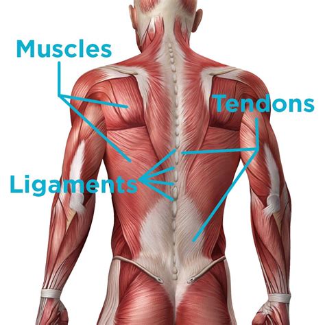 The deltoid, teres major, teres minor, infraspinatus, supraspinatus (not shown) and subscapularis muscles (not shown) all extend from the scapula to the humerus and act on the shoulder joint. 3 Quick Steps to Recover from a Sprained & Torn Back Muscle