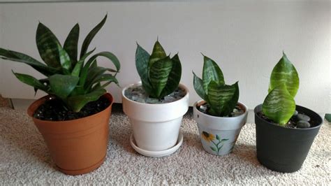 I love its rosette form and thought it would look fabulous in a small red ceramic pot i had hanging around in the garage just begging for a plant companion. Plant Hoarders Anonymous : Divided my birds nest snake ...