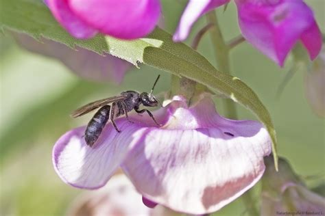 Wer insekten unterstützen und ihnen im garten einen rückzugsort bieten möchte, kann dies mit der richtigen pflanzenauswahl, einigen nützlichen elementen und viel geduld tun. Projekt " Insekten in unserem Garten " : Furchenbiene Foto ...