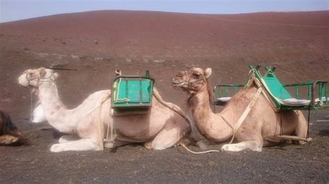 Upward facing bow pose is a deep backbend that can cultivate flexibility, strength, and patience. Camel Ride (Arrecife, Spain): Top Tips Before You Go (with ...