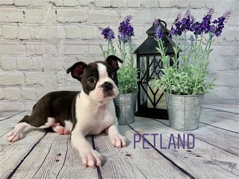 Maybe you would like to learn more about one of these? Boston Terrier-DOG-Male-Black Brindle-2716089-Petland ...