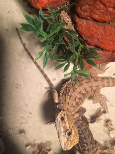 Giving them fresh water in a dish 3 to 4 times per week will give them the perfect source of water to clean themselves with and to absorb. Baby Bearded Dragons for sale in Dallas, TX - 5miles: Buy ...