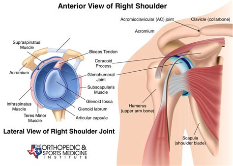 The subacromial bursa lies on the superior aspect of the supraspinatus tendon (see the images below). Shoulder Injuries