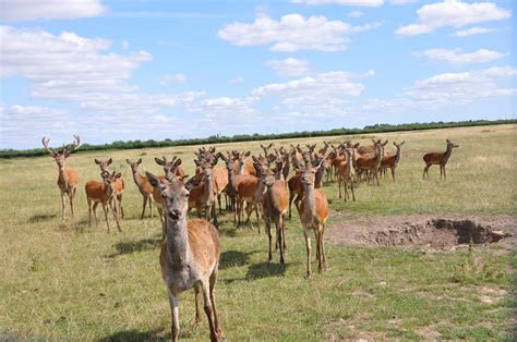 Apply to farm jobs now hiring in lincolnshire on indeed.co.uk, the world's largest job site. We visit Fen Farm Venison, Horbling Fen, Lincolnshire ...