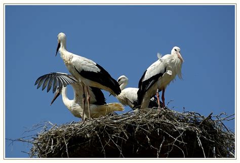 Start studying tiere zu hause. So groß und immer noch zu Hause... Foto & Bild | tiere ...