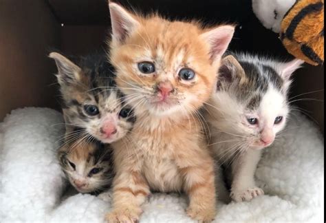 However, if the kitten in your care has been separated from his mother. My family gets two kitten soon. I am very excited! http ...