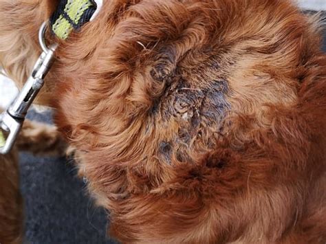 Comments relating to eating or abusing animals/people will be removed and user will be subject to immediate ban. Cruel thieves gouge out tracker chips from dogs in Ireland ...