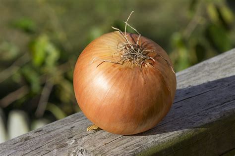 But not only did i discover that i could regrow onions, but i also found a ton of other. Sweet Onion Plants: Learn How To Grow Sweet Onions In Your ...