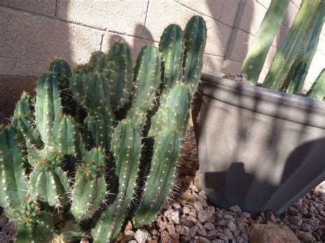 How to use difficult to filter because it's powder in water. Is San Pedro cactus worth growing? - The Psychedelic ...