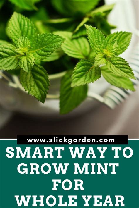 I believe we'll see more and more produce being home grown. How To Grow Mint At Home In Water - Without Soil | Slick ...