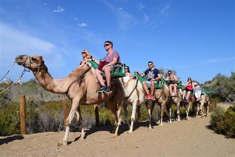 Dry desert areas of southwestern asia, the sahara desert in north africa and along the arabian peninsula in the middle east and indian desert areas. CAMEL RIDE in GRAN CANARIA - Maspalomas Dunes - 2021