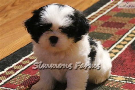 Puppy shih tzu anda akan mempunyai satu kot yang lembut dan mudah diurus sehingga sekitar umur tujuh bulan apabila kedua akan mula berkembang. Shih Tzu puppy for sale near Springfield, Missouri ...