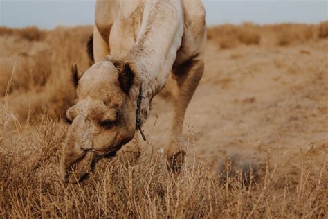 Get complete information including location ladakh should be on the top of every adventurer's list for these thrilling activities that the place has to offer. Jaisalmer Camel Safari in the Desert: One of the Best ...