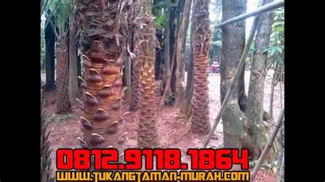 # anda membutuhkan jasa untuk memperindah dan membuat rumah anda tampak asri dengan sentuhan taman berkualitas? TUKANG TAMAN - JUAL TANAMAN HIAS MURAH - YouTube