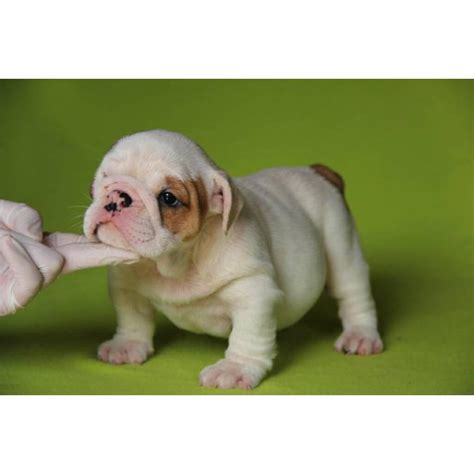 As for the english bulldog puppy's character: English bulldog puppies for sale in Winter Park, Florida ...
