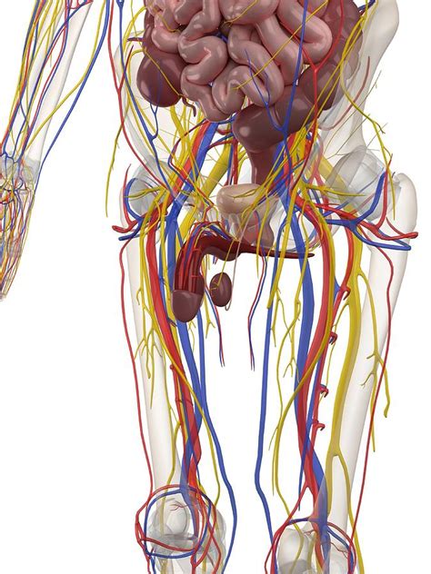 Male Anatomy, Artwork Digital Art by Sciepro