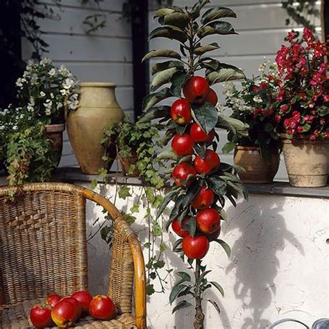Reduto.com has been visited by 100k+ users in the past month Ballerina Apple 'Flamenco' | Dwarf fruit trees, Espalier ...