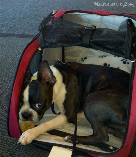 American airlines cargo, los angeles, ca. Zoey's favorite pet carriers air travel on Southwest ...