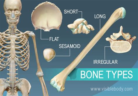 Different types of bones have differing shapes related to their long bones function to support the weight of the body and facilitate movement. Skeletal System | Learn Skeletal Anatomy