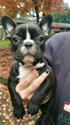 This is a service available to your customers. View Ad: French Bulldog Puppy for Sale, Washington, GRAPEVIEW