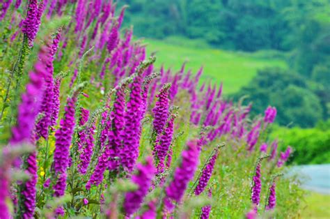 Check spelling or type a new query. Wild Foxgloves | Beautiful Ireland ♥ | Dolly Dowsie