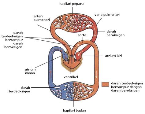 Dalam operasi penggantian katup, katup anda yang bocor diganti untuk membantu pompa jantung. Biologi 4 5: Sistem Peredaran Darah Amfibia