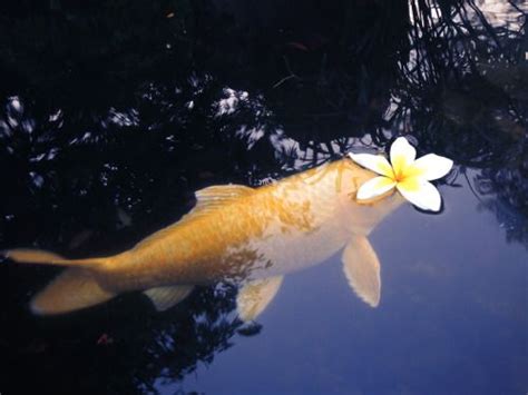 Japan universe koi pond gold fish koi carp colorful fish koi. Desvre | Nature, Coy fish, Cute animals