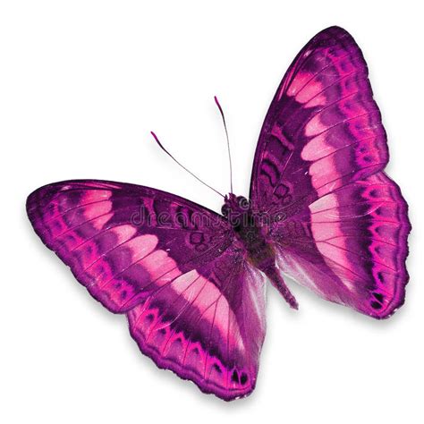 Wordt compleet geleverd met alle toebehoren. Roze vlinder stock foto. Afbeelding bestaande uit klein ...