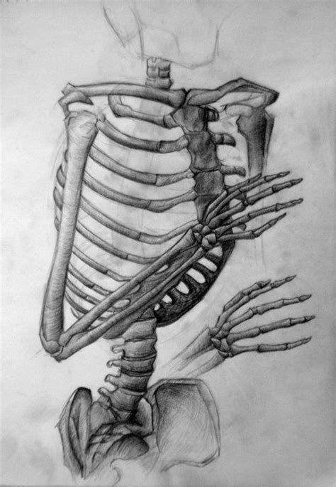 Zeichnung bleistift mädchen zeichen hipster zeichnungen tumblr zeichnungen kleider zeichnen bleistiftzeichnungen bilder selber malen gesicht zeichnungen. Skelett, Bones, Torso, Bleistift, Anatomie | Skelett ...