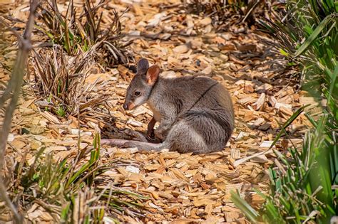 Reptiles, mammals, snake, turtle, frogs. Endangered Indonesia Animals / Five Endangered Species In ...