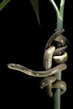 Members of dasypeltis eat only bird eggs; 'Dasypeltis Scabra (African Egg-Eating Snake, Rhombic Egg ...
