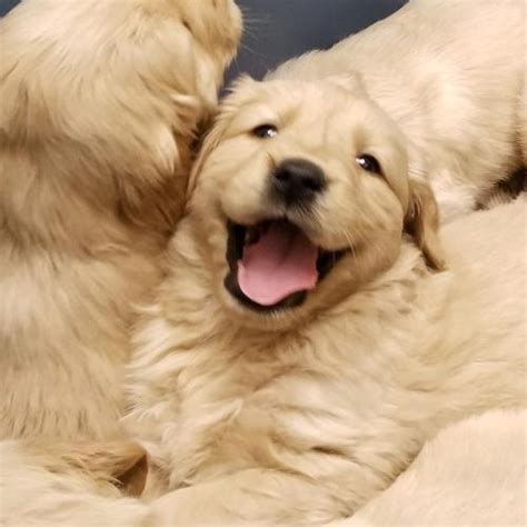 See more of golden retriever puppies on facebook. Male and Female Golden Retriever Puppies Available for ...