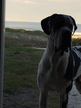 Looking for a great dane puppy or dog in colorado? Satisfied Owners - Full European Great Dane Puppies for Sale