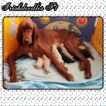 Double doodles are the ultimate doodle! Litter of 9 Irish Doodle puppies for sale in CELINA, TX ...